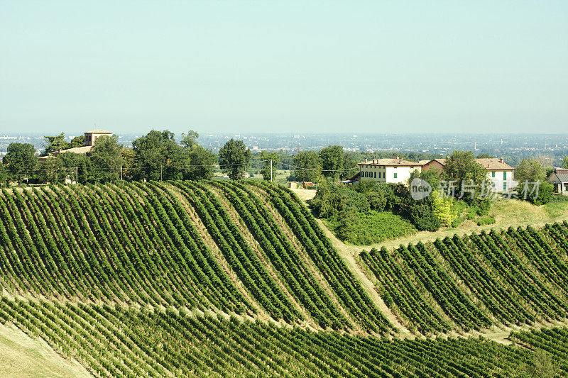 Modena Castelvetro的Lambrusco vineyard。意大利。